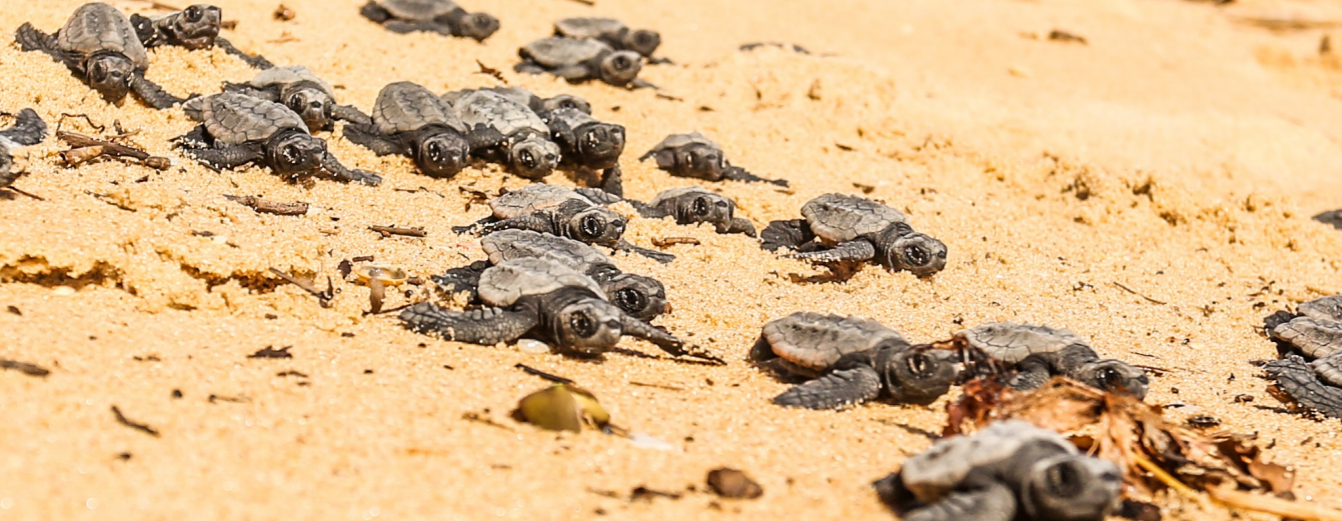 Port of Açu - Protecting Sea Turtles - World Port Sustainability Program